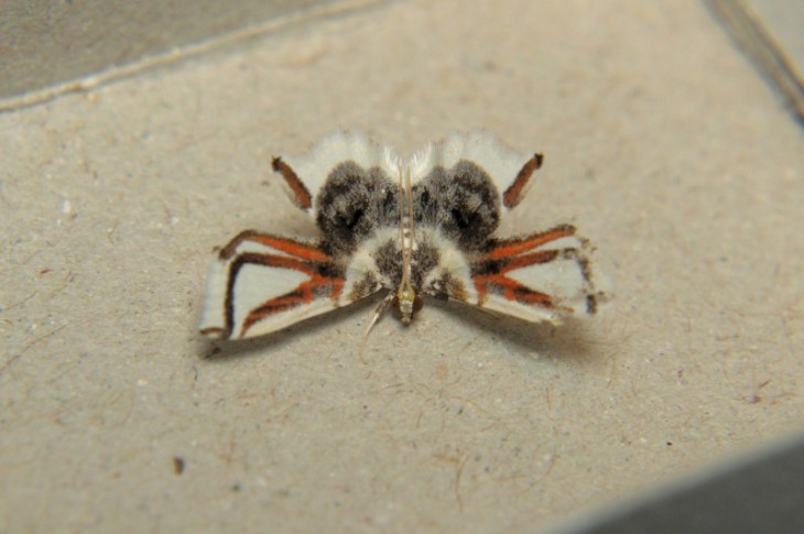 Polilla que sus alas pareciera que tienen patas de araña 