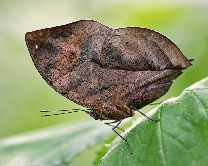 Mariposa sobre una hoja que sus alas parecen ser una hoja seca 