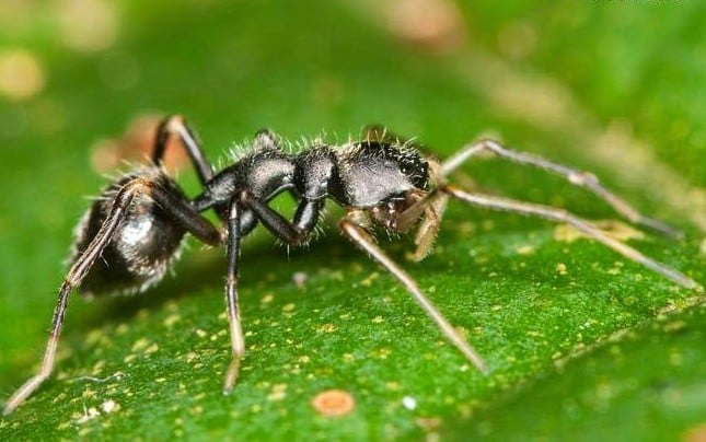 Araña con forma de hormiga que camina sobre una planta verde 