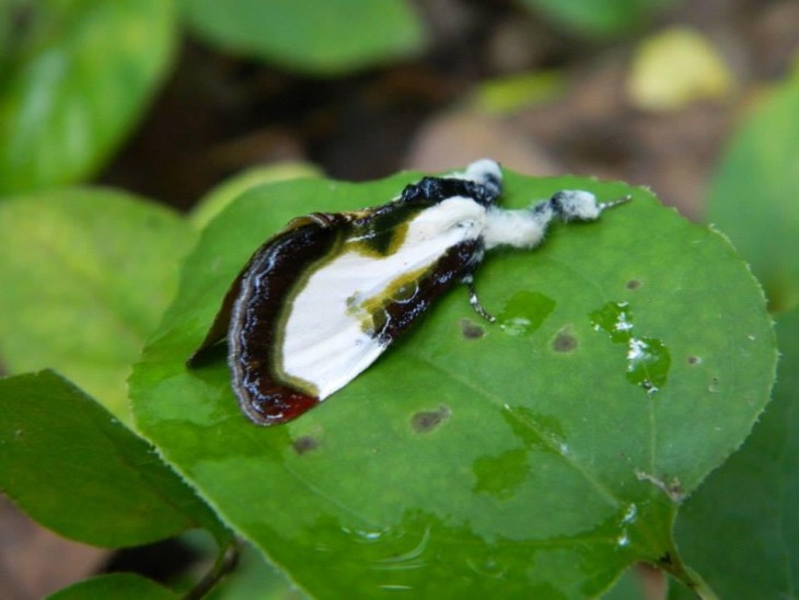 Polilla que parece popo de pájaro parada sobre una hoja verde de alguna planta 