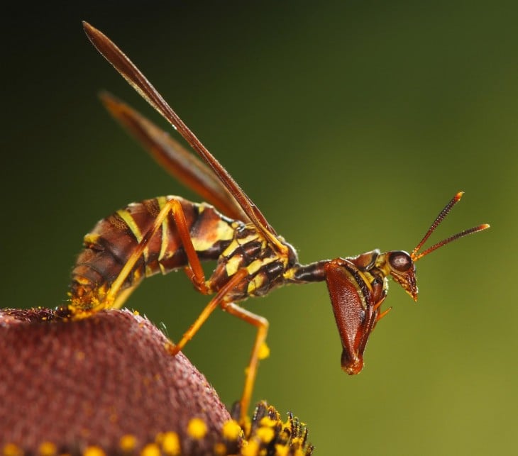 Mantis sobre una planta que parece ser una avispa 