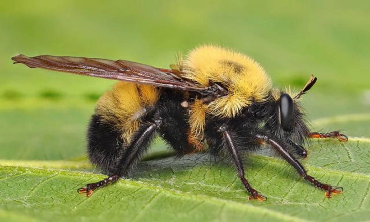 Mosca con forma y colores de abejorro 