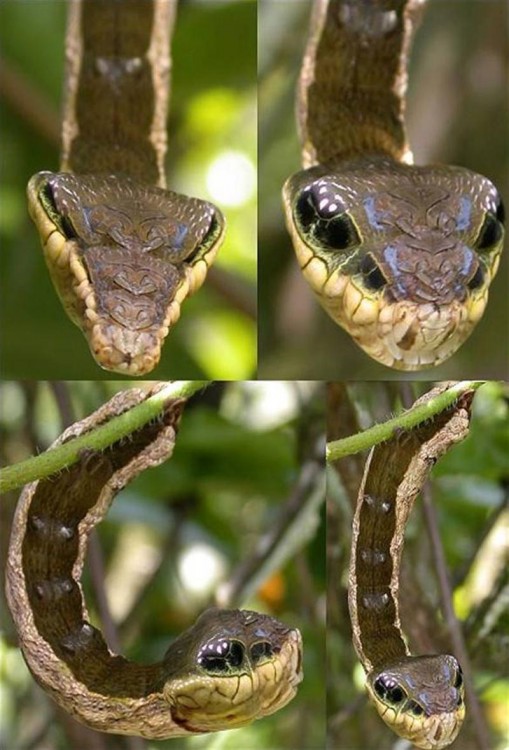 Imagen dividida en cuatro segmentos mostrando una oruga con un singular parecido a una serpiente 