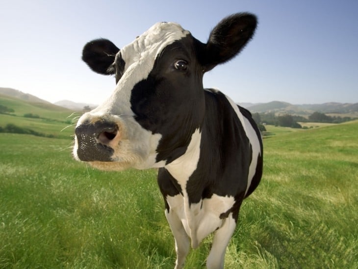 Fotografía de una vaca en un campo