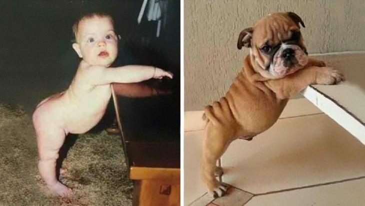 imagen dividida en dos en una un niño y en la otra un perro los dos en la misma pose 