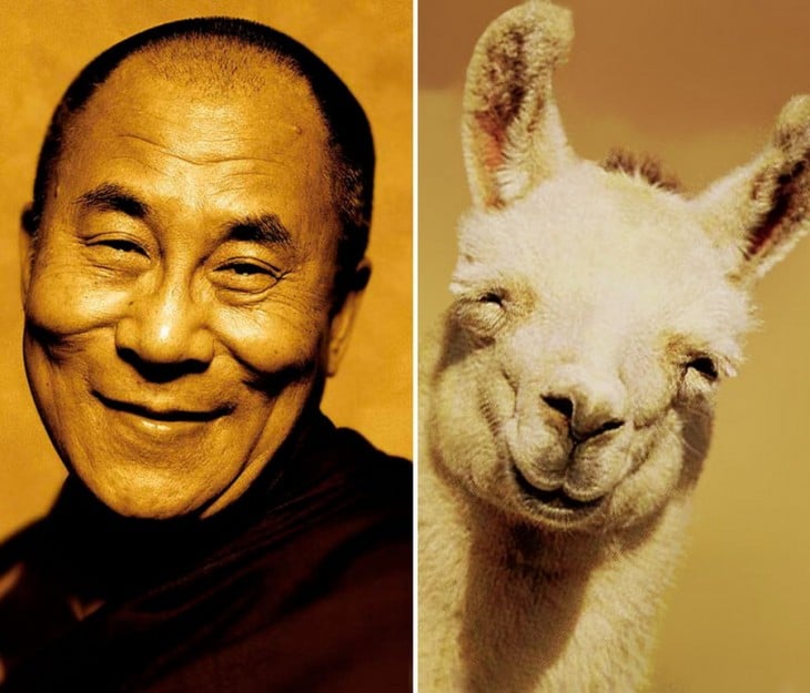 Dalai lama parecido a una llama que esta sonriendo 