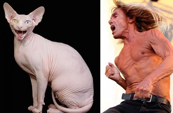 Gato sin pelo parecido a Iggy Pop 