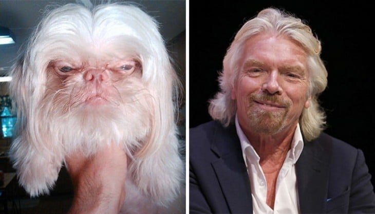 Cara de un perro que se parece a Richard Branson 