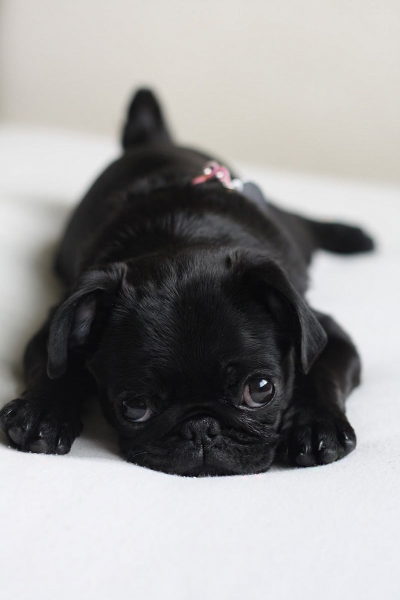 Cosas Que Solo Podran Entender Quien Tenga Un Pug En Casa