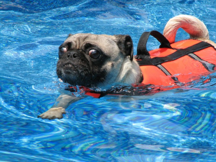 Pug nadando con un chaleco salvavidas 