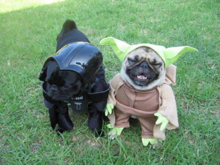 pugs disfrazados de Darth Vader y Yoda