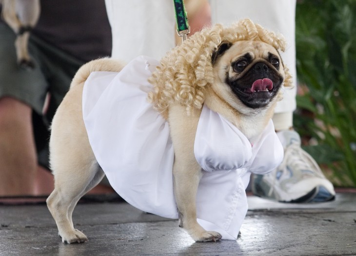 pug difrazado de Marilyn Monroe