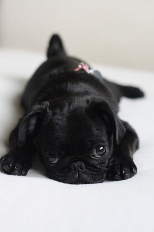 Pug negro tierno 