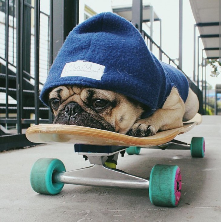 Pug en una patineta 