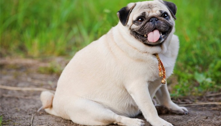 Perro pug con problemas de obesidad 