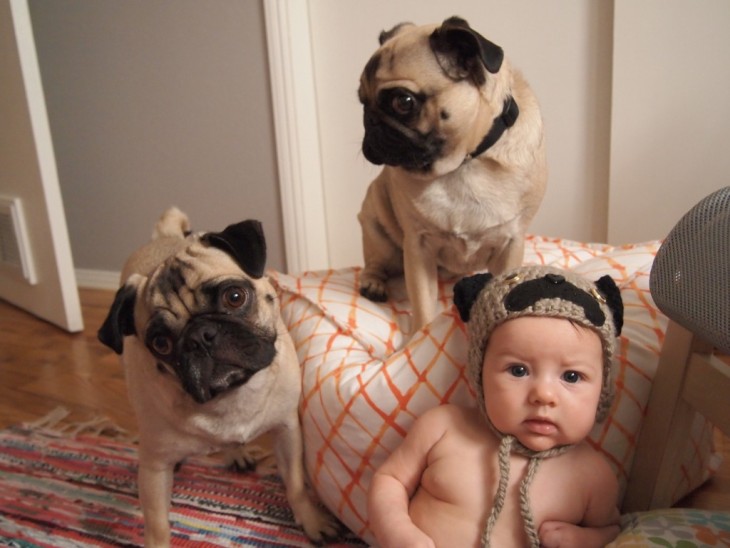 un bebé con dos pugs a un lado 