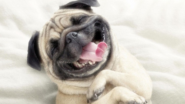 Pug sonriendo alegremente 