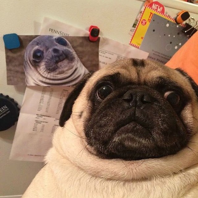 perro pug colándose en la foto de una foca 