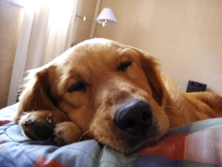 perrito golden dormido en la cama de su dueño 