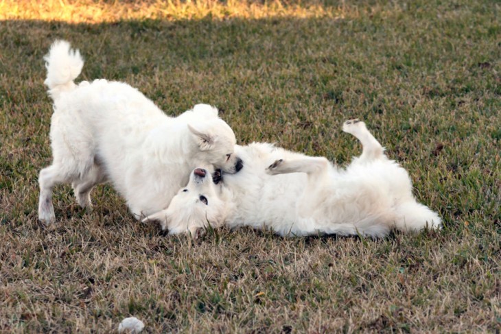 perros blancos jugando en el jardin