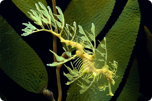 Imagen que muestra a un dragón de mar 