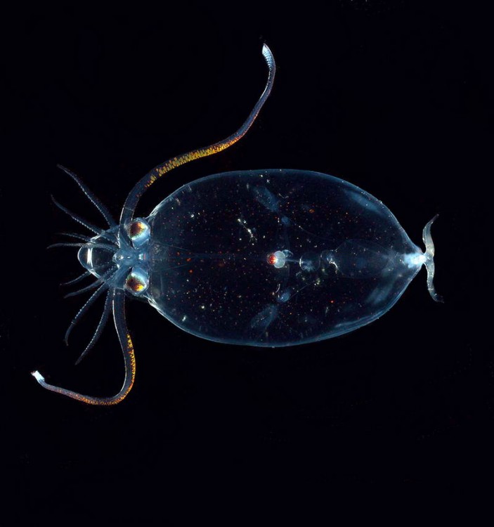 imagen que nos muestra un calamar de cristal, una de las especies más grandes de los calamares 