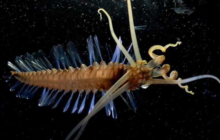 Imagen de un animal extraño conocido como gusano calamar 