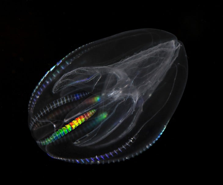 Esqueleto que visualiza de lo que se conforma una medusa 