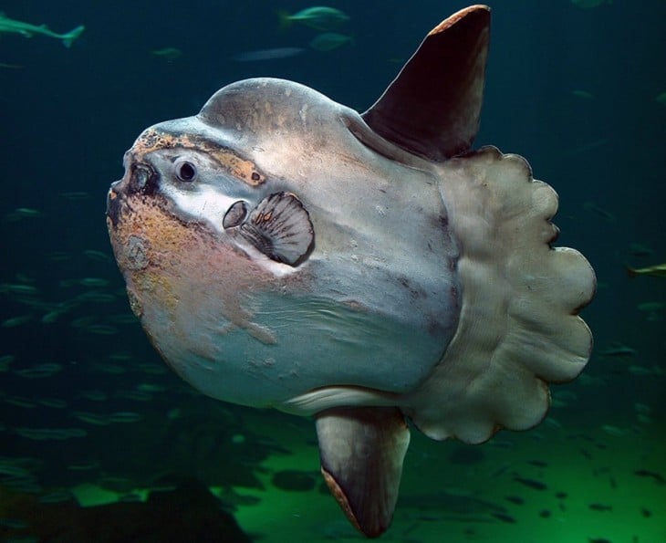 Mola mola, pez conocido como el más obeso del mar 