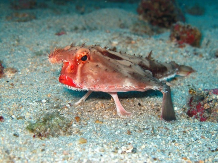 Pez murciélago de labio rojo 