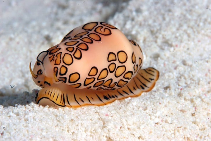 Caracol con una piel con manchas sobre su caparazón 