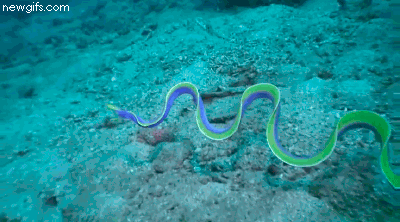 Gif que muestra el movimiento de una anguila cinta nadando en el mar 