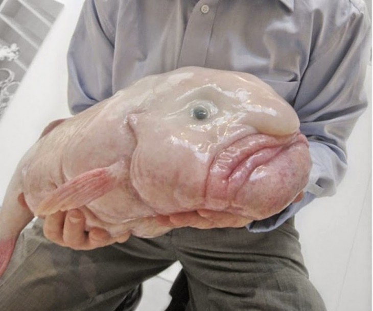 Pez demasiado feo denominado "Blobfish" 