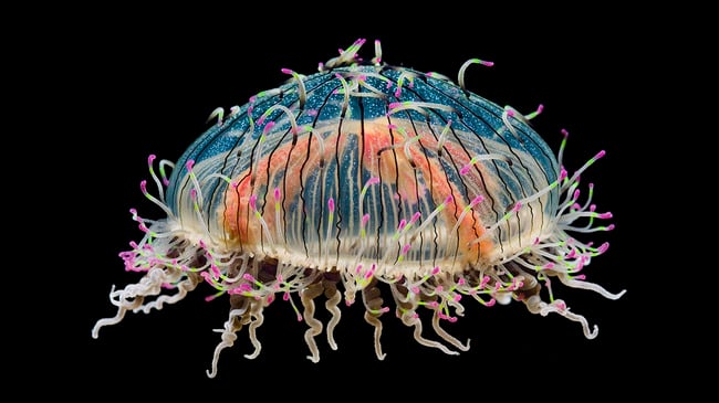 Imagen que nos muestra una medusa tipo sombrero de flor 