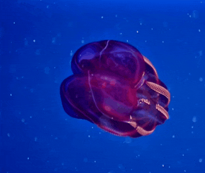 Gif que muestra una medusa moviéndose 