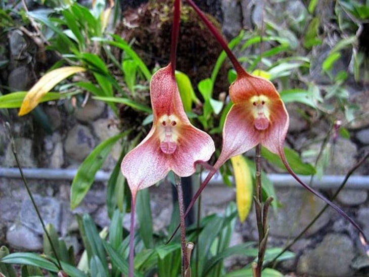 Dos orquídeas cara de mono 