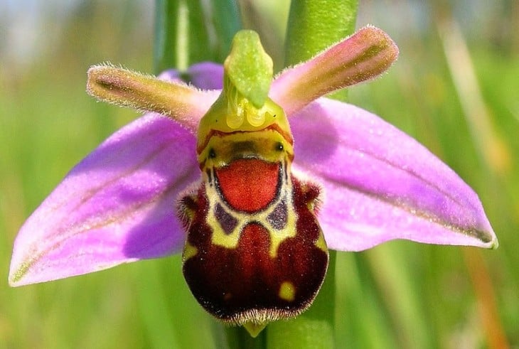 Orquídea que parece una aveja riendo 