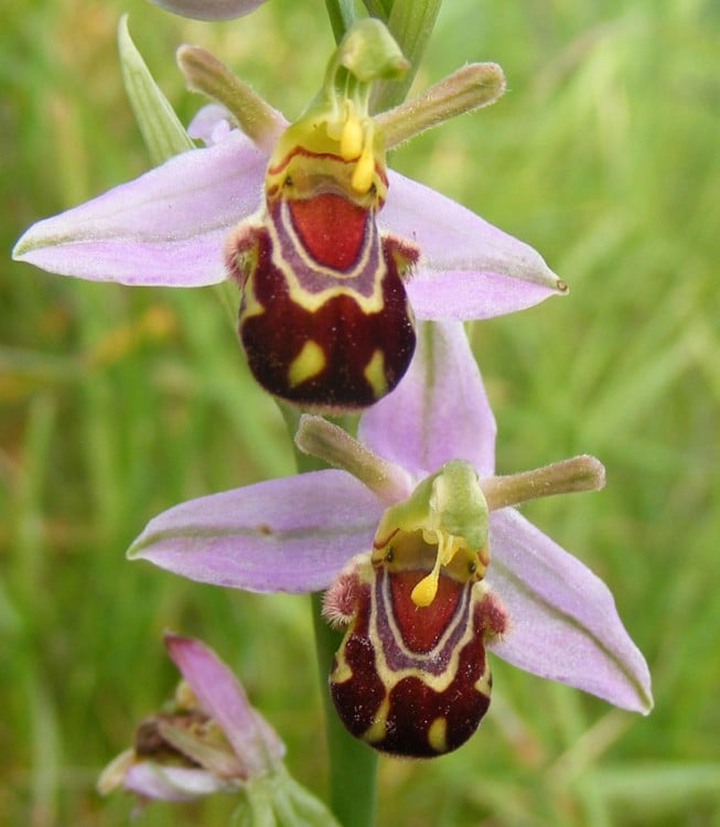 Imagen con una orquídea que parece dos avejas riendo 