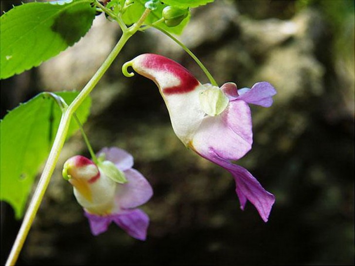 Flor en forma de loro 