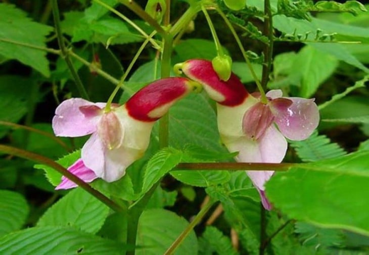 flores que simulan dos loros dándose un beso 