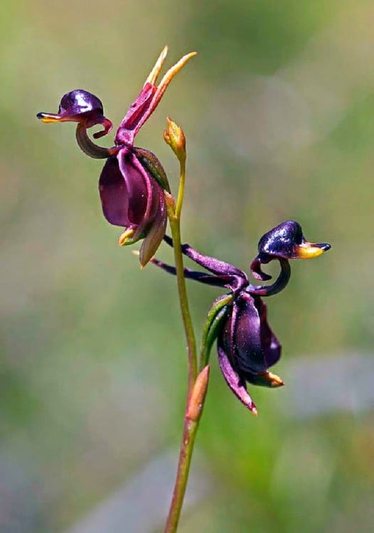 Flores que simulan dos patos volando 