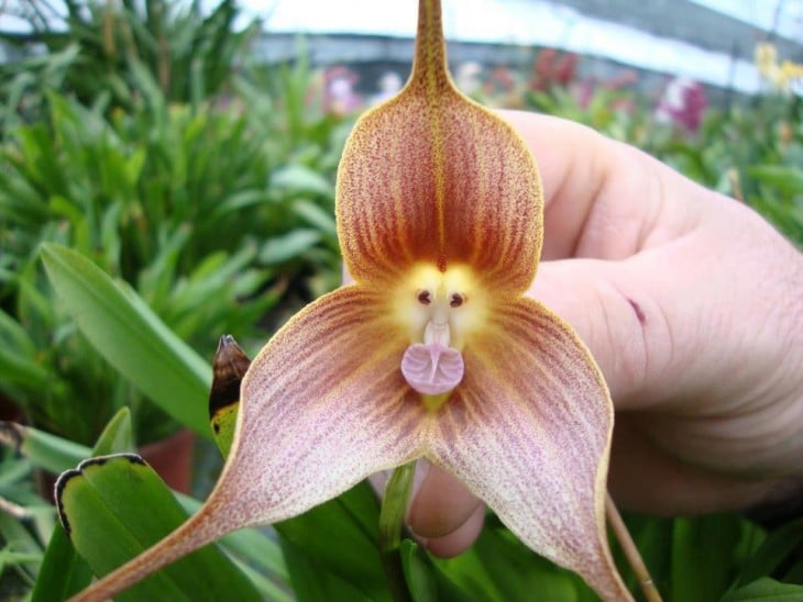 Mano que sostiene una orquídea con cara de mono 