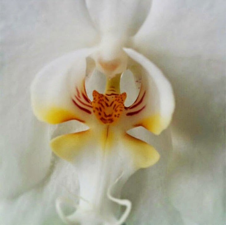 Orquídea que al centro forma una cara de tigre 