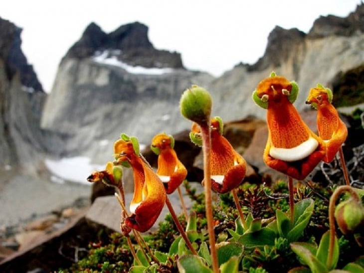 Flores que simulan extraterrestres 