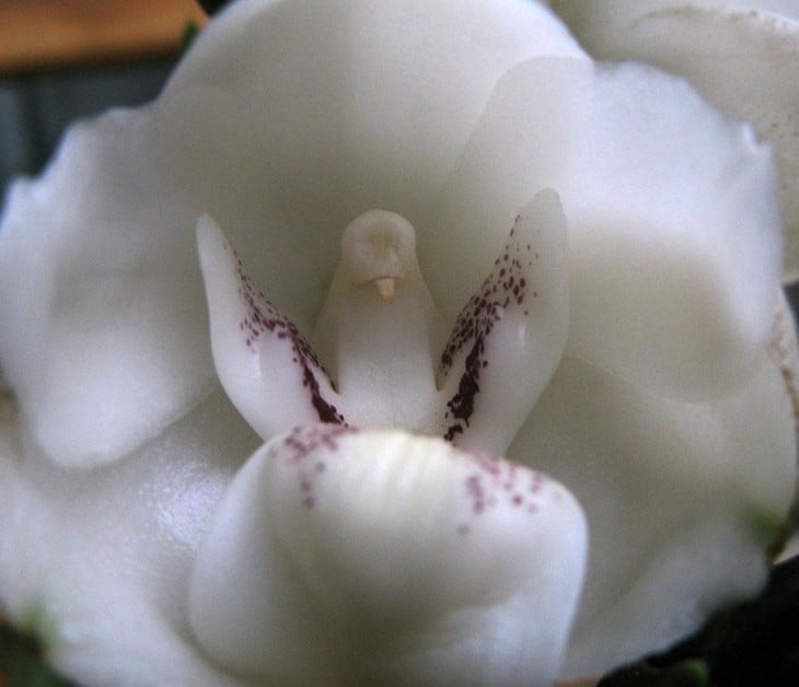 Orquídea que parece tener una paloma en el centro 