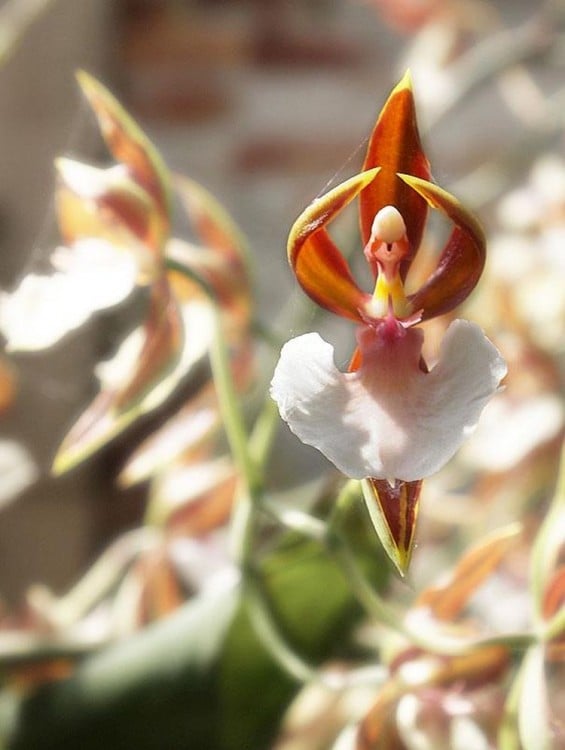 Flor de orquídea en forma de bailarina 