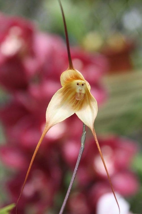 Imagen de una orquídea que parece tener cara de mono 