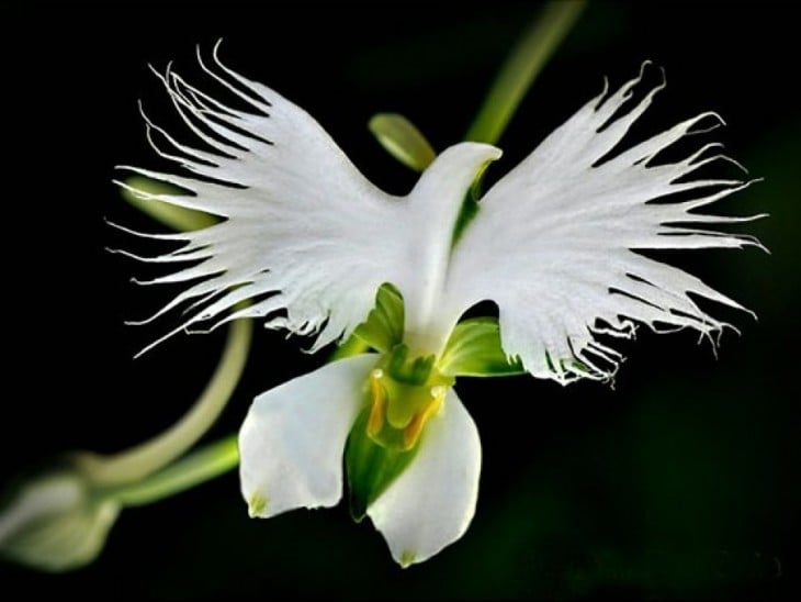 Orquídea en forma de garceta de color blanco 