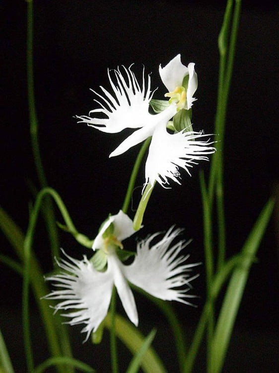 Orquídeas blancas en forma de garceta blanca 