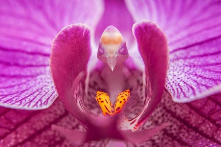 Flor que parece tener la cara de un pájaro 